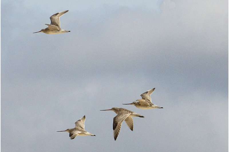 Alaska-Australia flight could place bird in record books