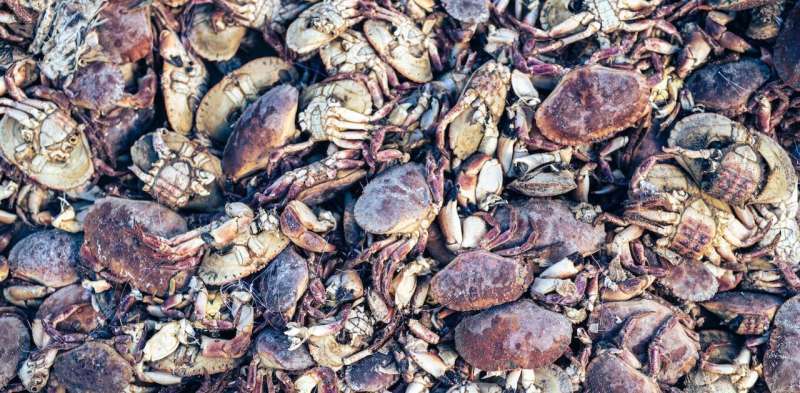 Dead crustaceans washing up on England's north-east coast may be victims of the green industrial revolution