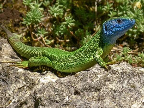 Finding unknown processes of evolutionary history of green lizards in Mediterranean
