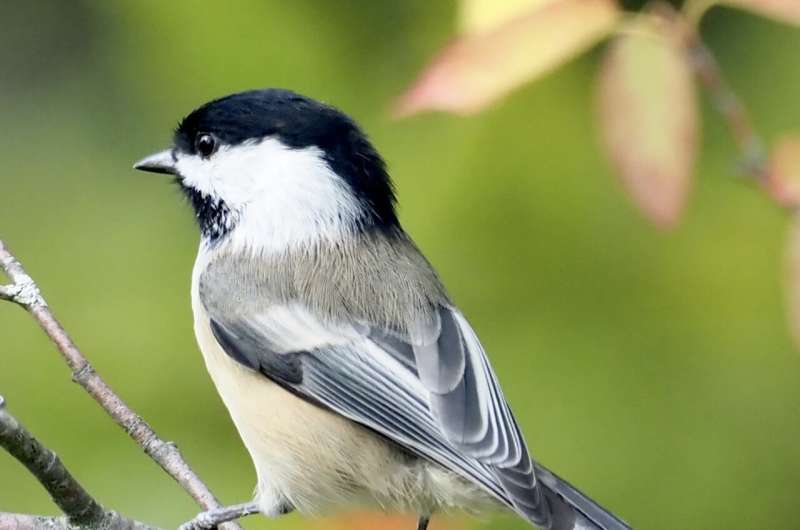 Hybrid songbirds found more often in human-altered environments
