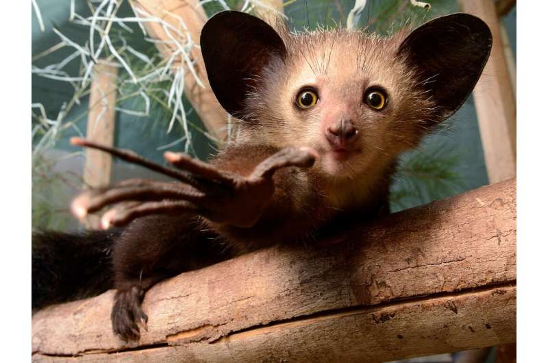 The aye-aye has been filmed picking its nose with its extra-long middle finger