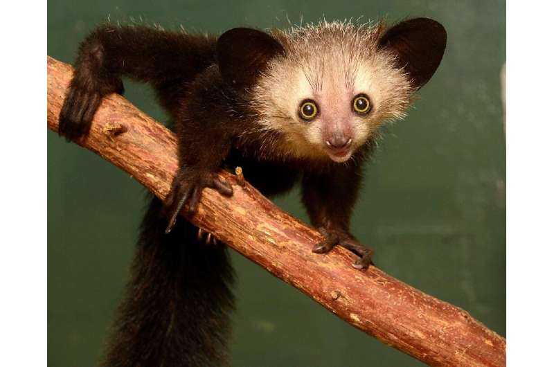 The aye-aye's middle finger has a unique joint it knocks on wood to locate grubs