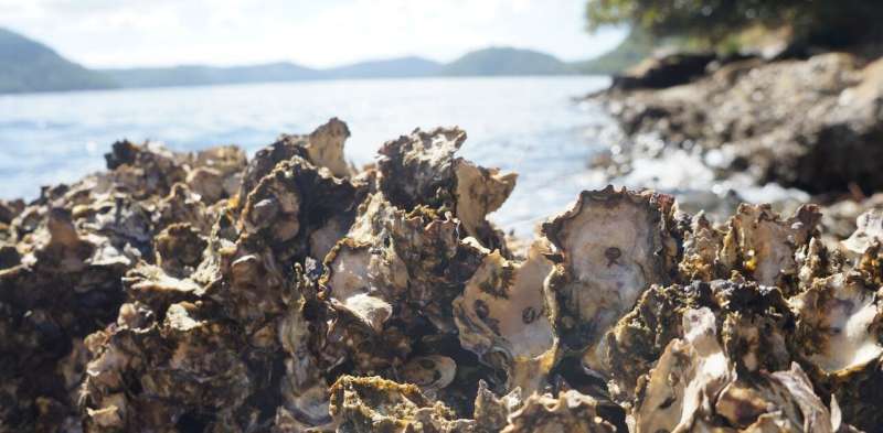 Playing sea soundscapes can summon thousands of baby oysters, and help regrow oyster reefs