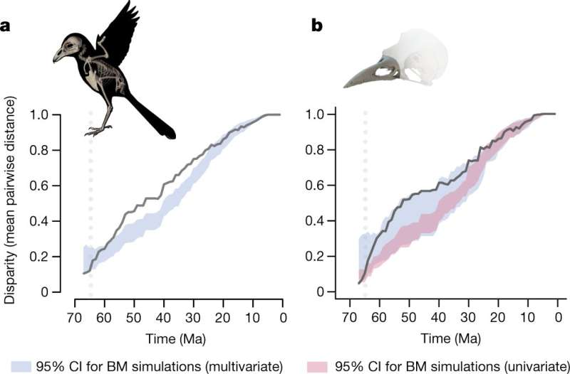Whole body 3D images of avian skeletons highlight the role of ecology in evolution