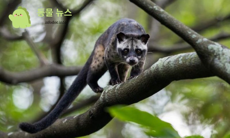 베트남에서 발견되는 주요 족제비 종류