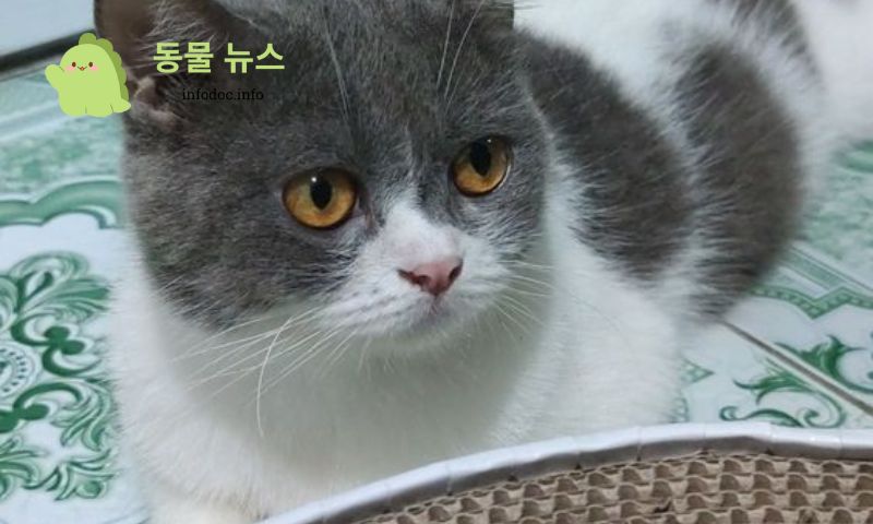 고양이와의 상호 작용